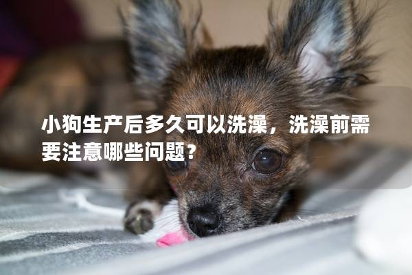 小狗生产后多久可以洗澡，洗澡前需要注意哪些问题？