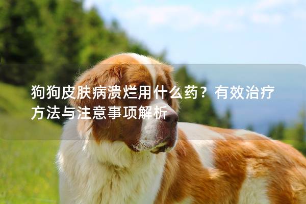 狗狗皮肤病溃烂用什么药？有效治疗方法与注意事项解析