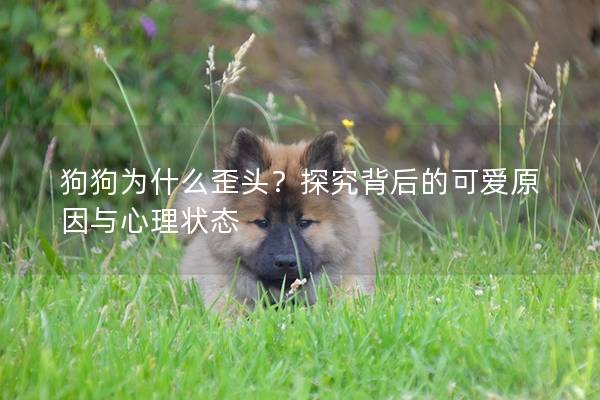 狗狗为什么歪头？探究背后的可爱原因与心理状态