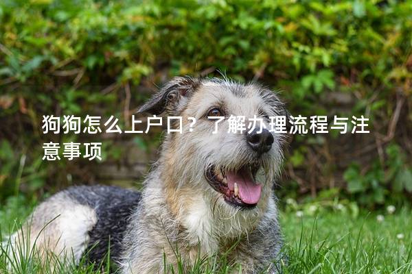 狗狗怎么上户口？了解办理流程与注意事项