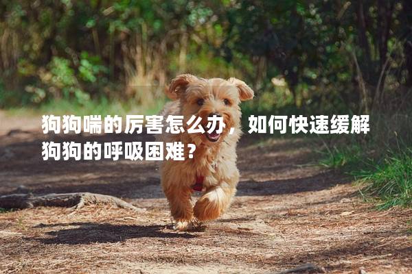 狗狗喘的厉害怎么办，如何快速缓解狗狗的呼吸困难？