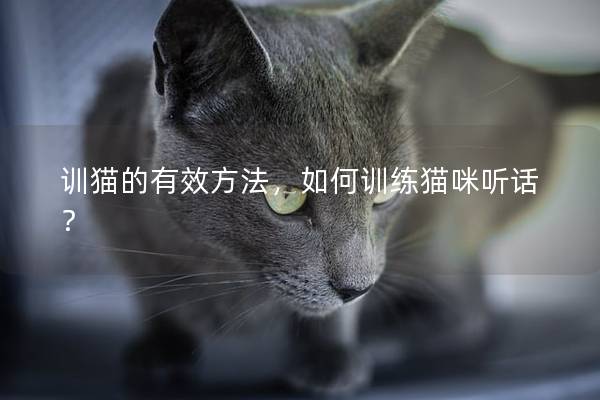 训猫的有效方法，如何训练猫咪听话？