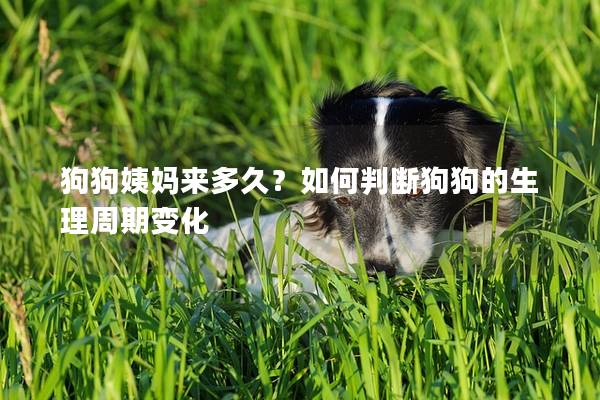 狗狗姨妈来多久？如何判断狗狗的生理周期变化