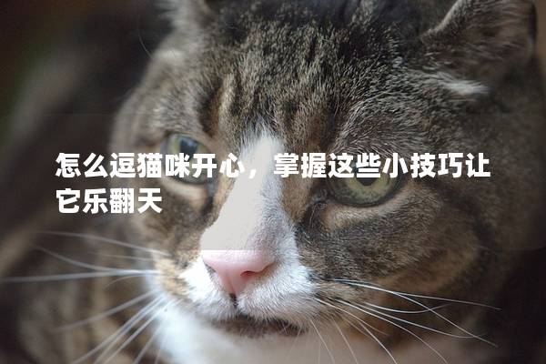 怎么逗猫咪开心，掌握这些小技巧让它乐翻天