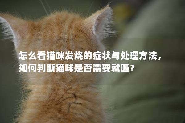 怎么看猫咪发烧的症状与处理方法，如何判断猫咪是否需要就医？