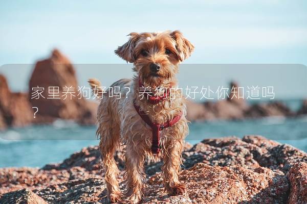 家里养狗好吗？养狗的好处你知道吗？