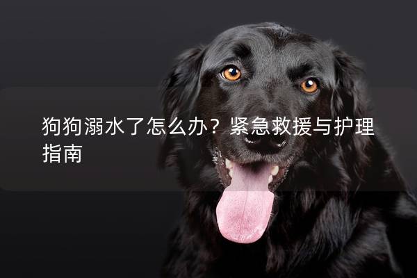 狗狗溺水了怎么办？紧急救援与护理指南