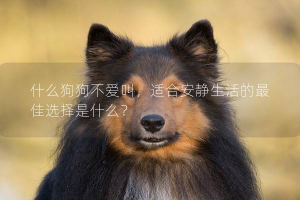 什么狗狗不爱叫，适合安静生活的最佳选择是什么？