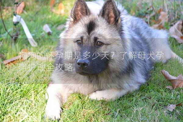 狗狗的怀孕期是多少天？了解母犬孕期护理全攻略
