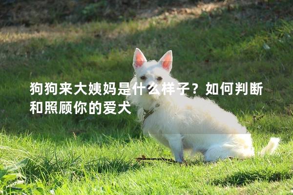 狗狗来大姨妈是什么样子？如何判断和照顾你的爱犬
