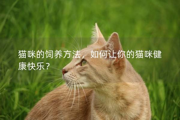 猫咪的饲养方法，如何让你的猫咪健康快乐？