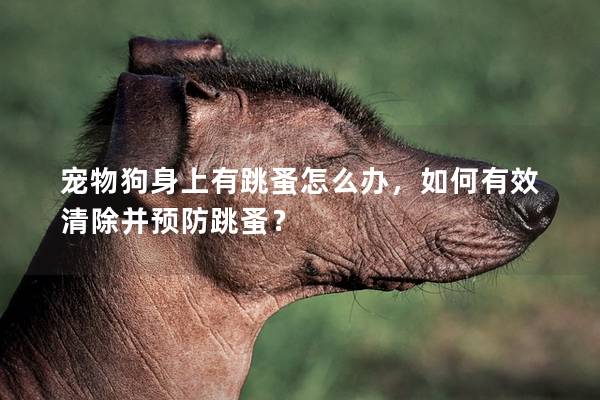 宠物狗身上有跳蚤怎么办，如何有效清除并预防跳蚤？