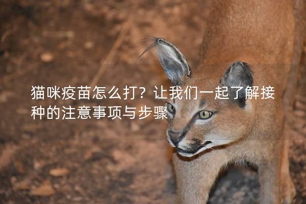 猫咪疫苗怎么打？让我们一起了解接种的注意事项与步骤