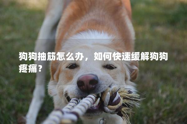 狗狗抽筋怎么办，如何快速缓解狗狗疼痛？