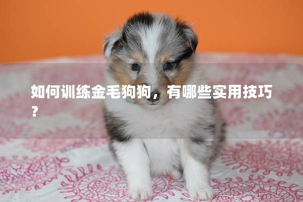 如何训练金毛狗狗，有哪些实用技巧？