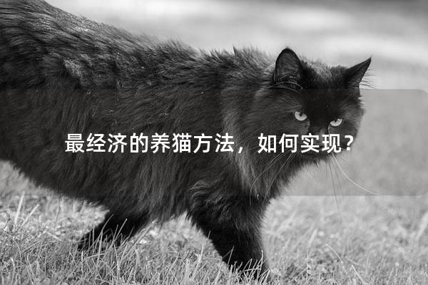 最经济的养猫方法，如何实现？