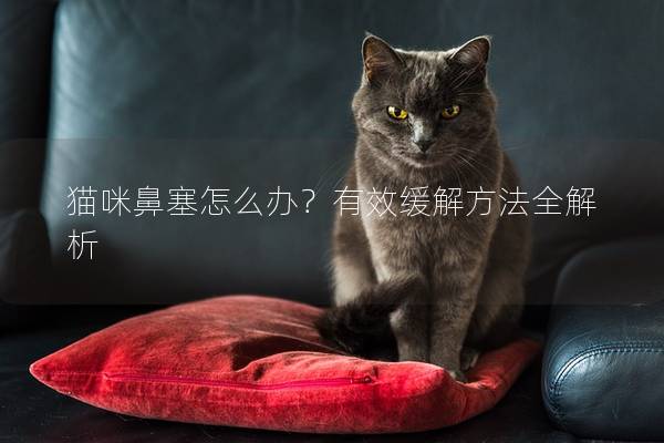猫咪鼻塞怎么办？有效缓解方法全解析