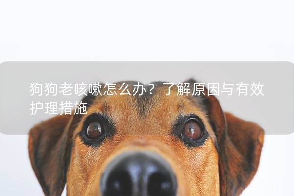 狗狗老咳嗽怎么办？了解原因与有效护理措施