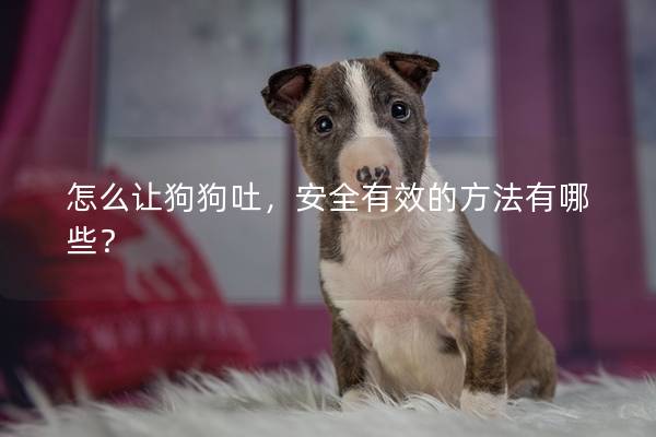 怎么让狗狗吐，安全有效的方法有哪些？