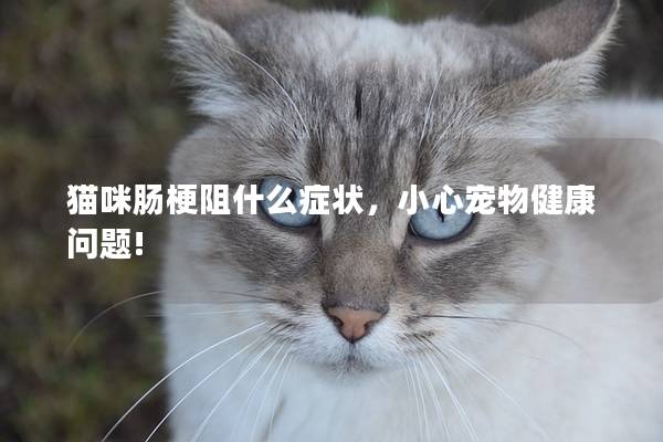 猫咪肠梗阻什么症状，小心宠物健康问题!
