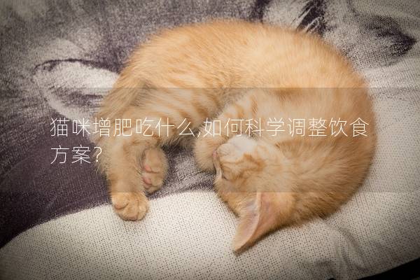 猫咪增肥吃什么,如何科学调整饮食方案？