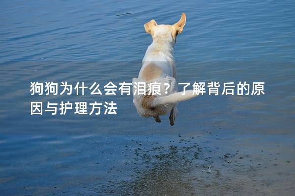 狗狗为什么会有泪痕？了解背后的原因与护理方法