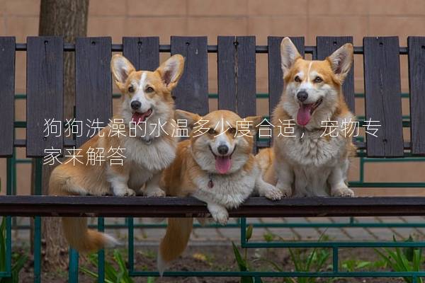 狗狗洗澡的水温多少度合适，宠物专家来解答