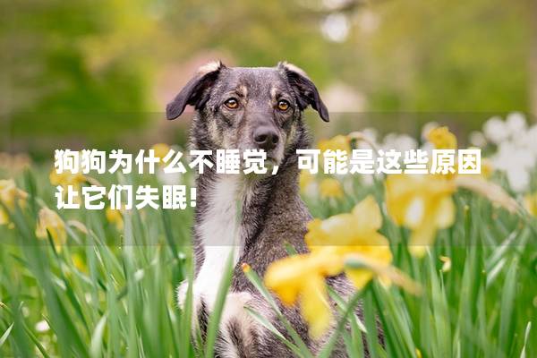 狗狗为什么不睡觉，可能是这些原因让它们失眠!