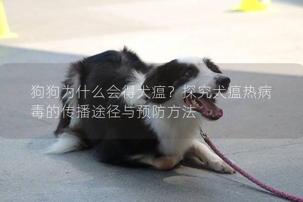 狗狗为什么会得犬瘟？探究犬瘟热病毒的传播途径与预防方法