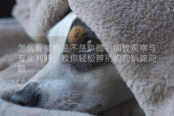 怎么看狗狗是不是趴蹄？细致观察与专业判断，教你轻松辨别狗狗趴蹄问题