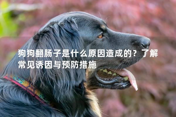 狗狗翻肠子是什么原因造成的？了解常见诱因与预防措施