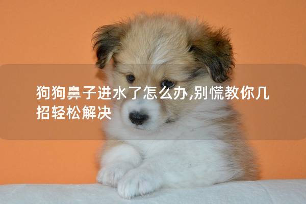 狗狗鼻子进水了怎么办,别慌教你几招轻松解决
