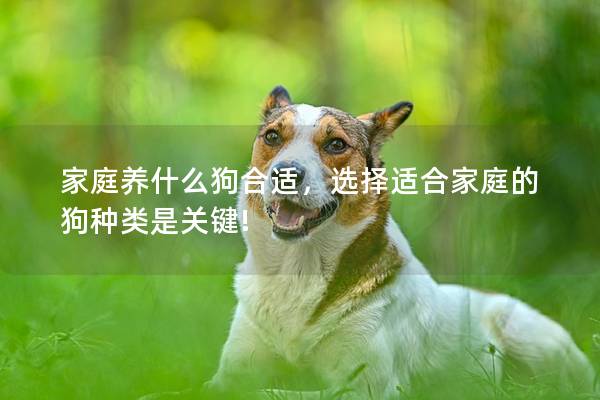 家庭养什么狗合适，选择适合家庭的狗种类是关键!