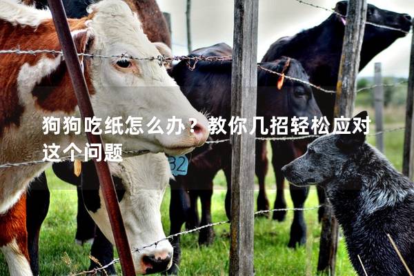 狗狗吃纸怎么办？教你几招轻松应对这个问题