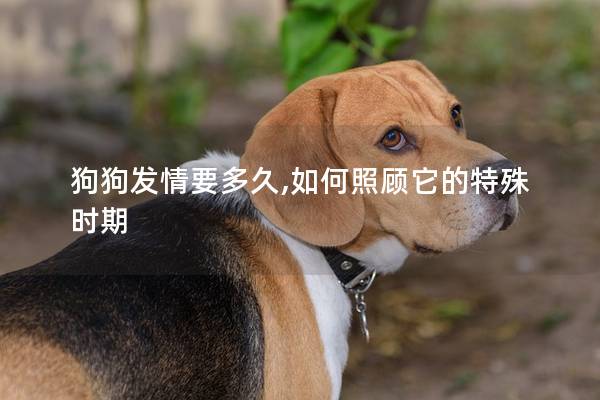 狗狗发情要多久,如何照顾它的特殊时期