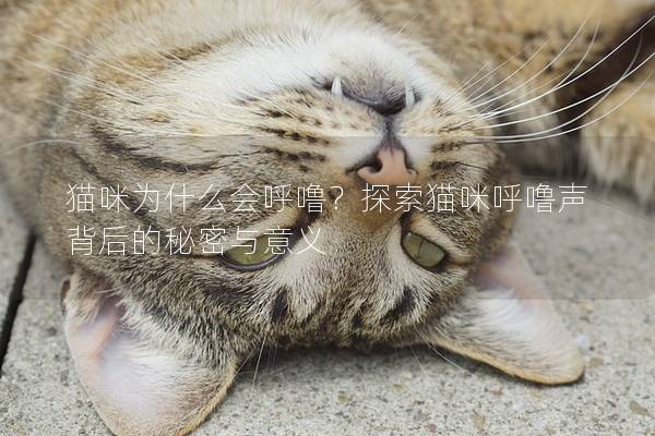 猫咪为什么会呼噜？探索猫咪呼噜声背后的秘密与意义