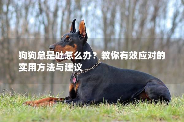 狗狗总是吐怎么办？教你有效应对的实用方法与建议