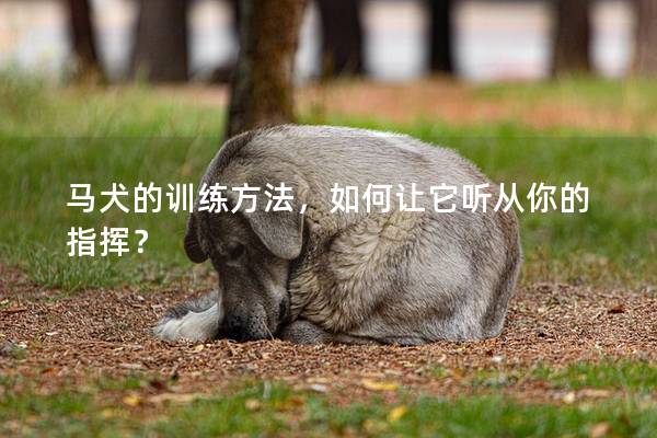 马犬的训练方法，如何让它听从你的指挥？
