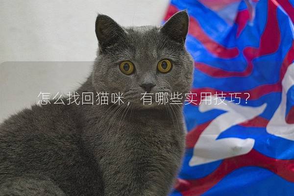 怎么找回猫咪，有哪些实用技巧？