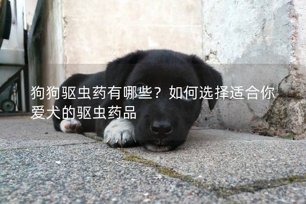 狗狗驱虫药有哪些？如何选择适合你爱犬的驱虫药品