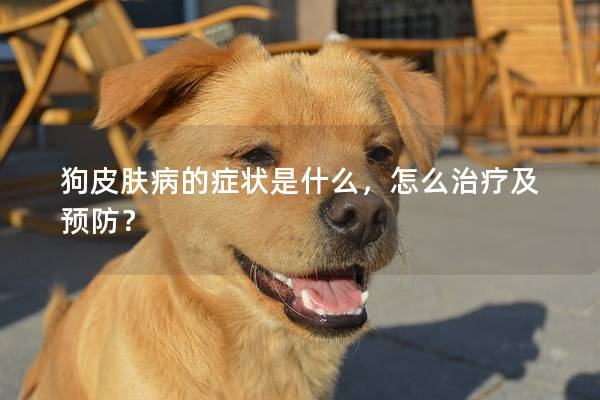 狗皮肤病的症状是什么，怎么治疗及预防？