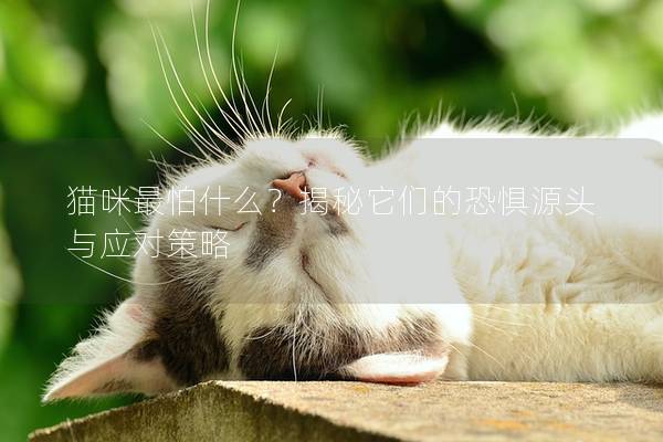 猫咪最怕什么？揭秘它们的恐惧源头与应对策略
