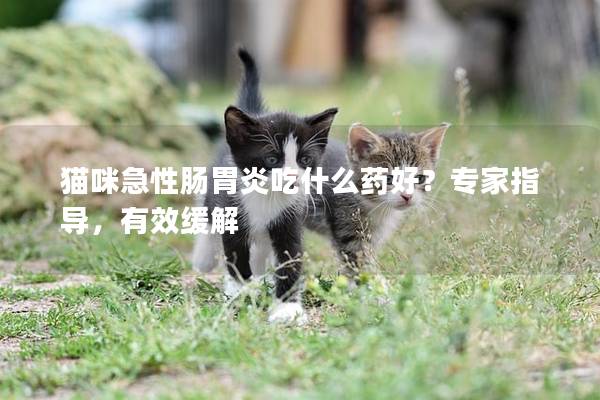 猫咪急性肠胃炎吃什么药好？专家指导，有效缓解