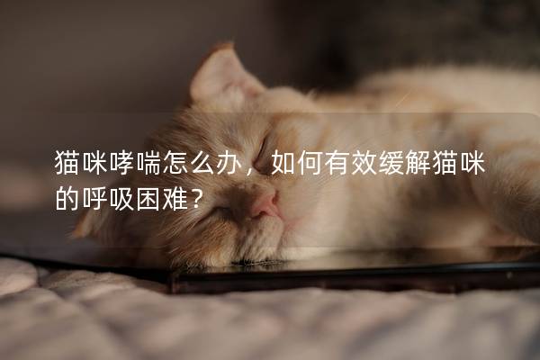 猫咪哮喘怎么办，如何有效缓解猫咪的呼吸困难？