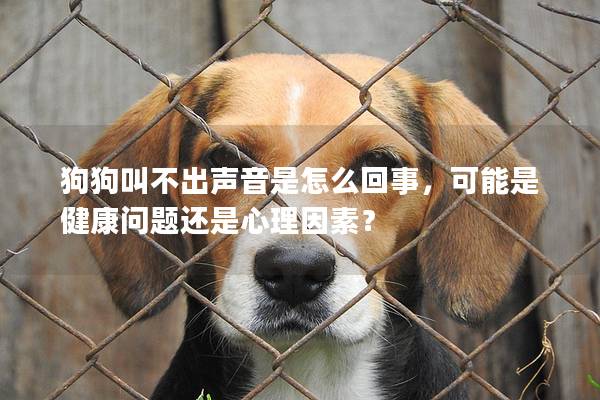 狗狗叫不出声音是怎么回事，可能是健康问题还是心理因素？