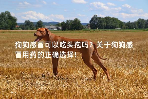 狗狗感冒可以吃头孢吗？关于狗狗感冒用药的正确选择!