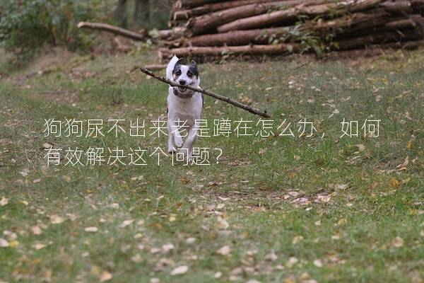狗狗尿不出来老是蹲在怎么办，如何有效解决这个问题？