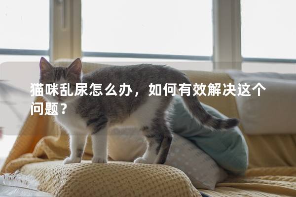 猫咪乱尿怎么办，如何有效解决这个问题？