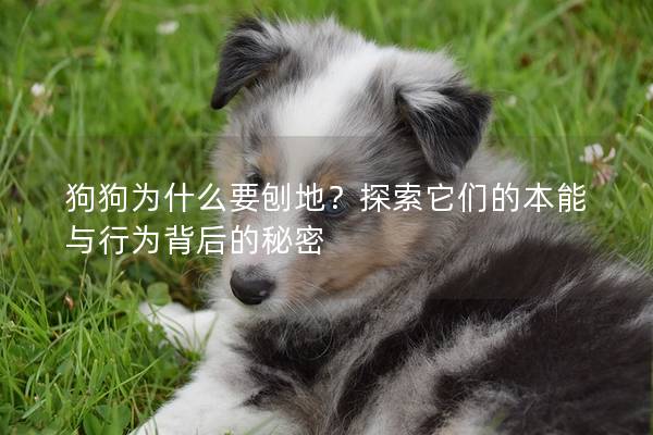狗狗为什么要刨地？探索它们的本能与行为背后的秘密