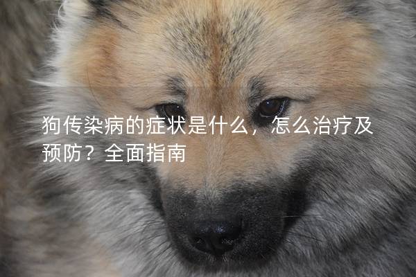 狗传染病的症状是什么，怎么治疗及预防？全面指南
